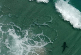 Three shark attacks in three hours at Florida beach 